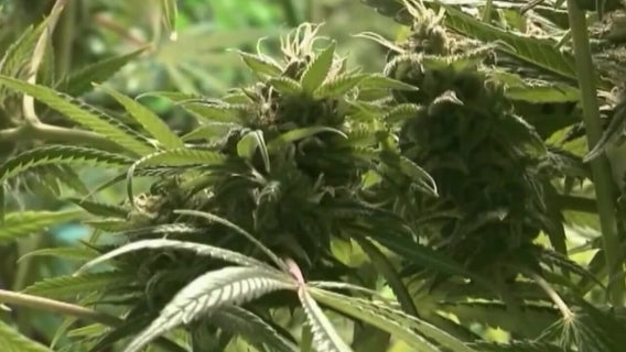 Minnesota cannabis license lottery lights up future for 249 winners