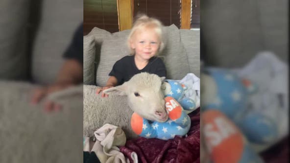 Shakopee family desperate to bring 'Gwen' the missing sheep home