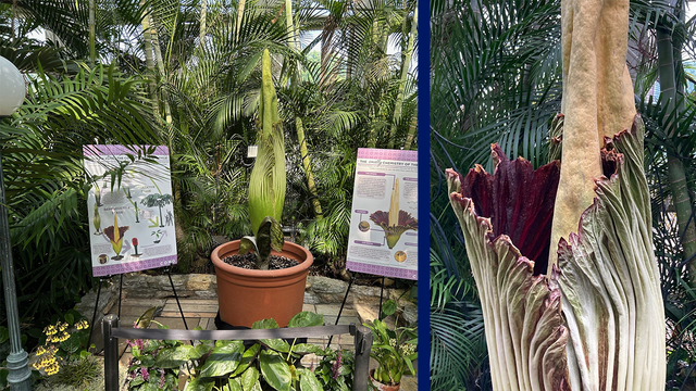 Como Zoo Conservatory corpse flower is blooming: Watch live