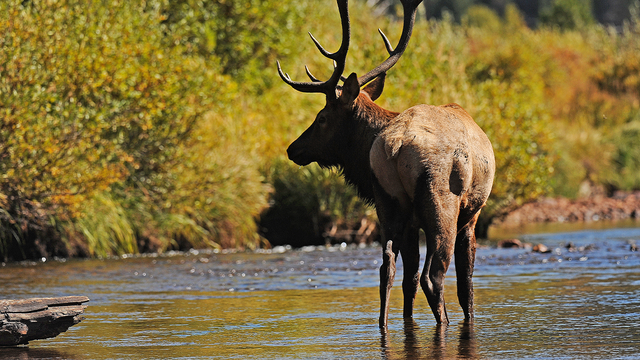 Reward being offered for tips on killing of popular breeding elk in Wisconsin