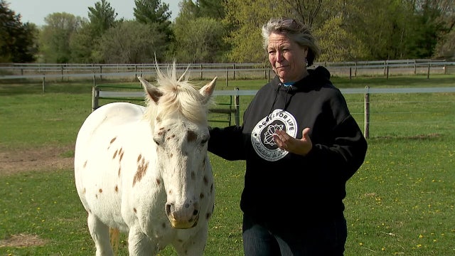 Therapists on 4 legs (and 2) keeping up with growing popularity of non-traditional therapy