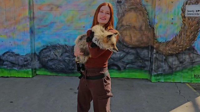 Fans mourn Save-A-Fox owner after death by suicide