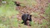 Wisconsin bear attack: Victim stable, bear showed 'aggressive behaviors'