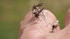 Mosquitoes surge in Twin Cities metro reaching five-year high