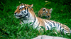 Minnesota Zoo mourns death of tiger Dari after cancer diagnosis