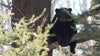 Questions remain following Wisconsin bear attack: Expert weighs in