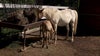 Endangered wild horse finds new home, mother at Minnesota Zoo