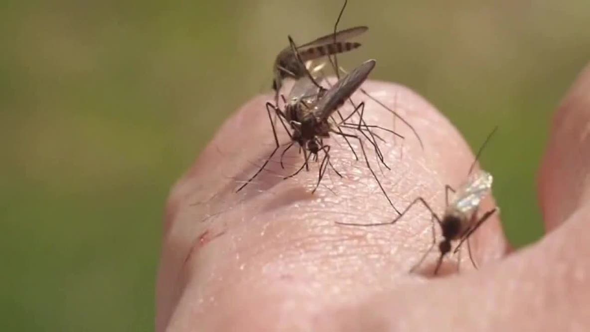 West Nile virus detected in mosquitoes in 3 Minnesota counties