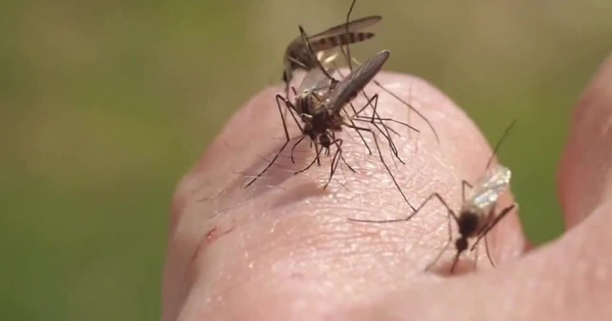 West Nile virus detected in mosquitoes in 3 Minnesota counties - FOX 9 Minneapolis-St. Paul