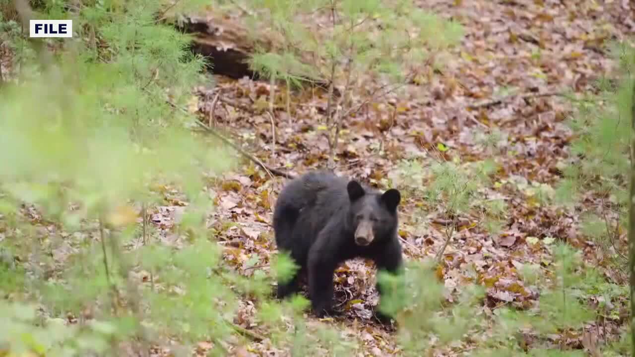 Wisconsin bear attack: Victim stable, bear showed ‘aggressive behaviors’