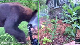 Bear surprised by motion-activated sprinkler: Video