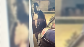 Dozens of car windows smashed at Great Wolf Lodge, nearby hotels in Bloomington