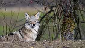 Authorities warn about coyotes with 'concerning behavior' in Grand Rapids