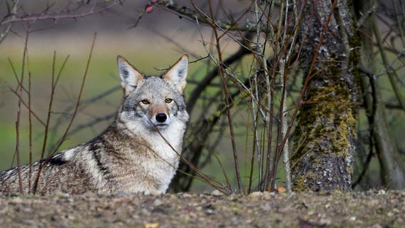 Authorities warn about coyotes with 'concerning behavior' in Grand Rapids