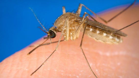 Mosquitoes with West Nile virus in MN among the 'highest numbers recorded' this July
