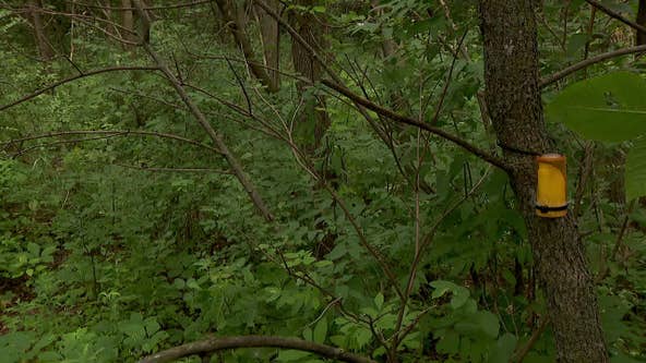 Scary-sounding insect released to protect Minnesota ash tree from pest