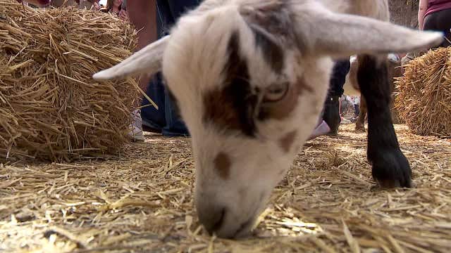 Things to do in Minnesota: 5 things to do this weekend (July 11-13)