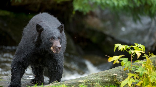 Wisconsin bear attack: Woman severely injured, search for bear ongoing