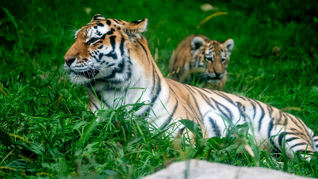 Minnesota Zoo mourns death of tiger Dari after cancer diagnosis