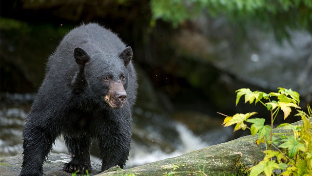 Wisconsin bear attack: Bear still at large as DNR ends trapping efforts