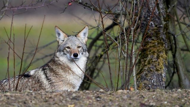 Authorities warn about coyotes with 'concerning behavior' in Grand Rapids