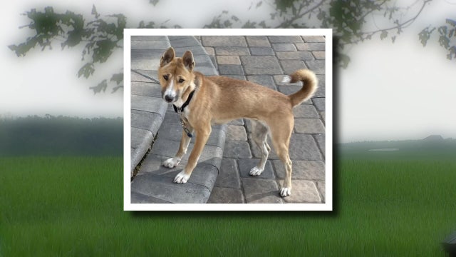 Rare New Guinea Singing Dog missing near Northfield