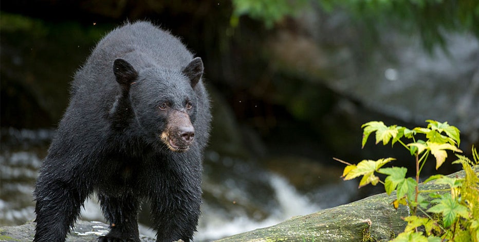 Wisconsin bear attack: Bear still at large as DNR ends trapping efforts