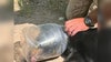 Bear freed from plastic jar stuck on its head in northern Wisconsin