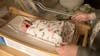 Minnesota ranked one of the best states to have a baby
