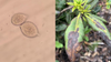 New 'plant destroyer' water mold species found for first time in MN