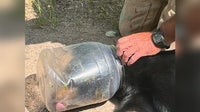 Bear freed from plastic jar stuck on its head in northern Wisconsin