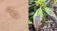 New 'plant destroyer' water mold species found for first time in MN