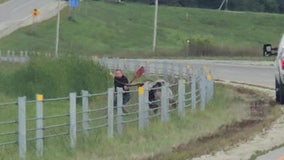 Texas longhorn cow killed by deputies after escaping in southern MN