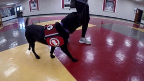 New Minnesota laws change DWI requirements, service dog protections