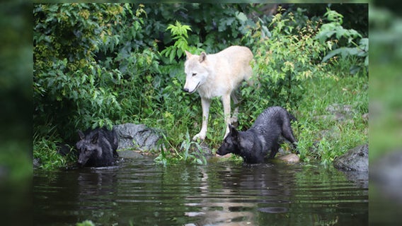 International Wolf Center introduces 2 new pups