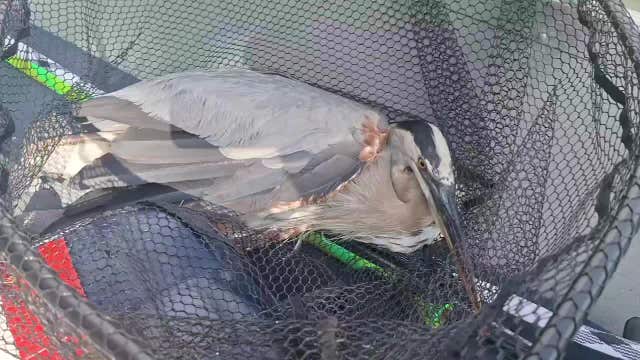 Blue heron rescued from tangled fishing line in Columbia Heights