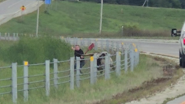 Texas longhorn cow killed by deputies after escaping in southern MN