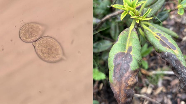 New 'plant destroyer' water mold species found for first time in MN