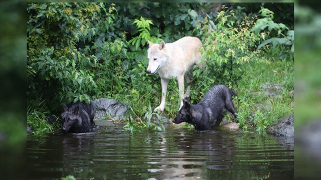 International Wolf Center introduces 2 new pups
