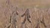 Trade wars cost billions at soybean harvest season