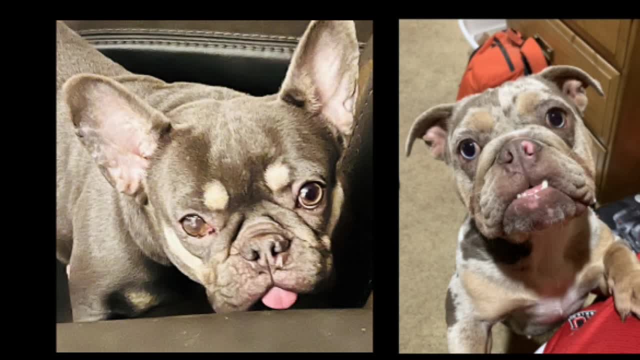 Minnesota fitness influencer's dog breeding company will dissolve after complaints