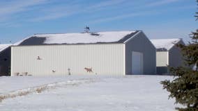 Minnesota kennel owner acquitted in dog’s training death