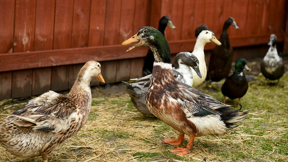 Arden Hills could allow residents to keep backyard ducks