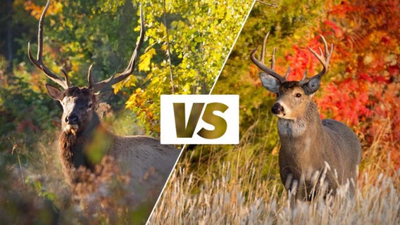 Elk or deer? Wisconsin DNR’s guide for hunters this season