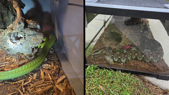 Search warrant uncovers venomous snakes, exotic animals in Minnesota home