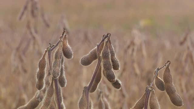 Trade wars cost billions at soybean harvest season