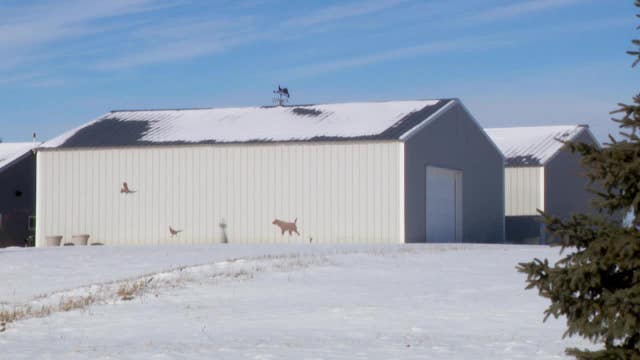 Minnesota kennel owner acquitted in dog’s training death