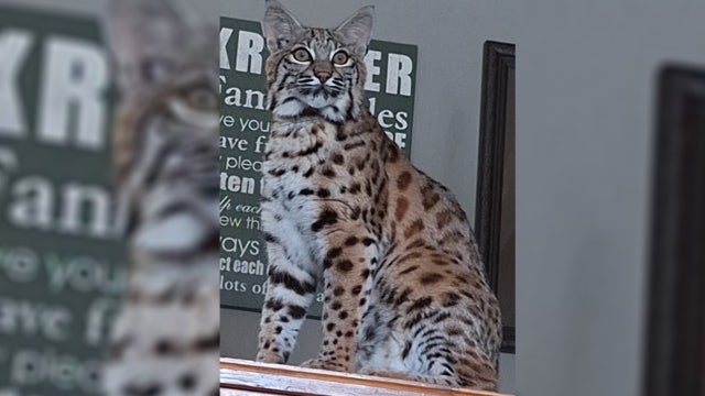 Pet bobcat on the loose near Warroad