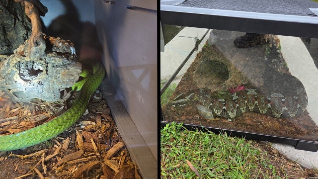 Search warrant uncovers venomous snakes, exotic animals in Minnesota home