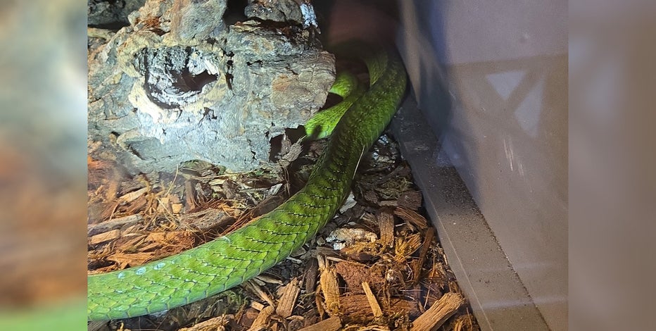 green-snake.jpg?ve=1&tl=1